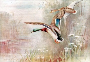 Animal Painting - Aves patos salvajes